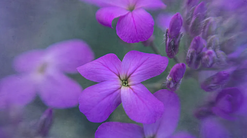 Flower Background