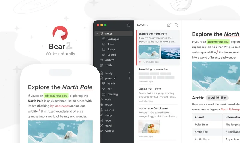 Bear official product image